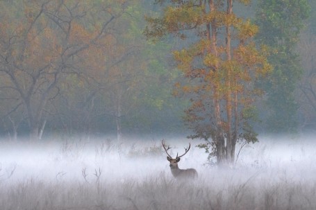 Beauty of BaraSingha