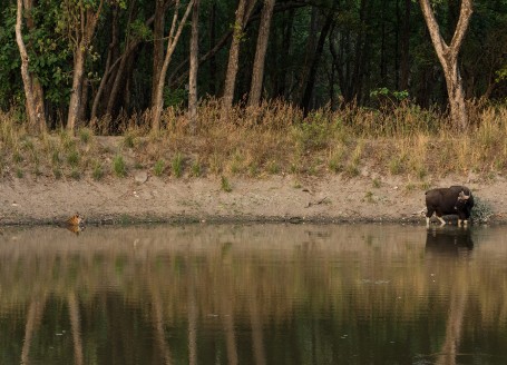 The Silent Observer