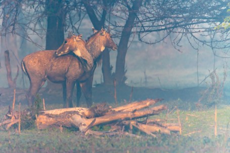 Illusion of Blue Bulls