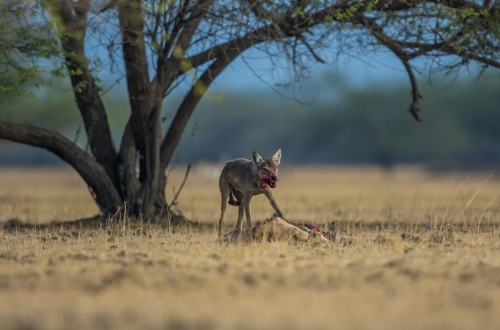 Endangered kill