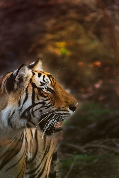 Eyes of the Wild: A Glimpse into Majesty