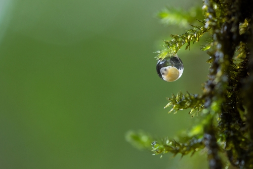 Monsoon - The harbinger of Life : Bush frog egg