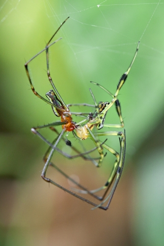 Color Blend - Decorative Silver Orb Spiders mating