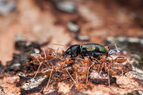 The Prized Possession - Weaver Ants carrying a Weevil