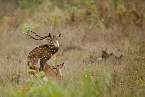 Chital mating