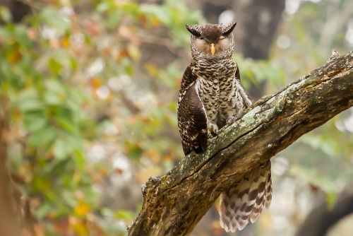 Spot bellied Eagle Owl