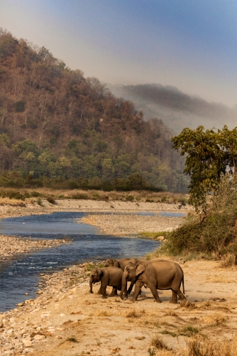 Magic at Ramganga