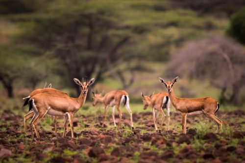 Indian Gazelle