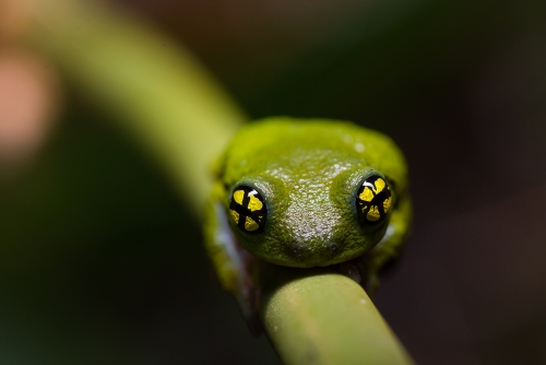 Those hypnotic eyes