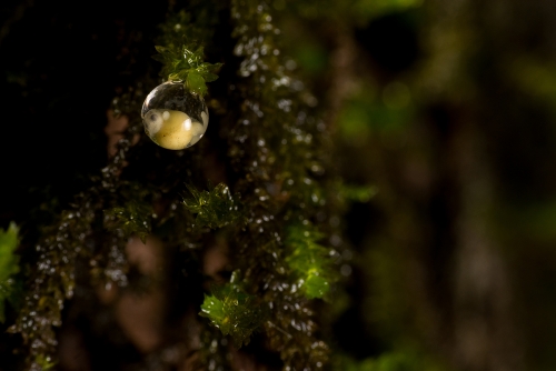 Monsoon - The Soul of Western Ghats