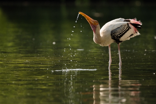 A painted stork quenching its thirst.