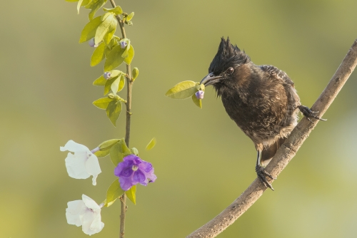 Plucked