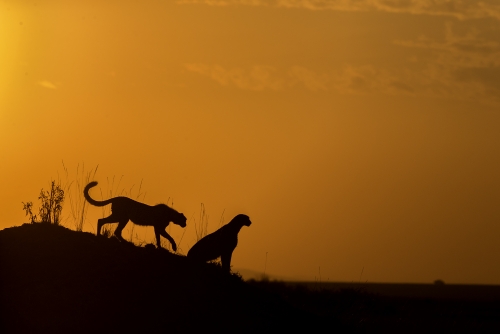 Cheetah Silhoutte
