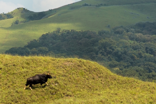 The Mighty Gaur