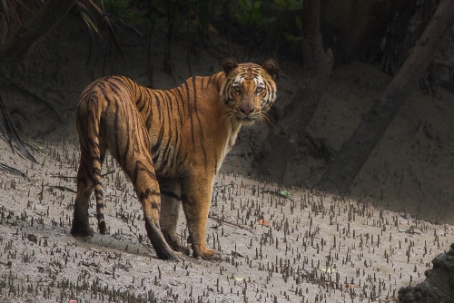 Queen of the Swamps!