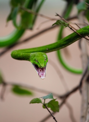 Greenvine Snake