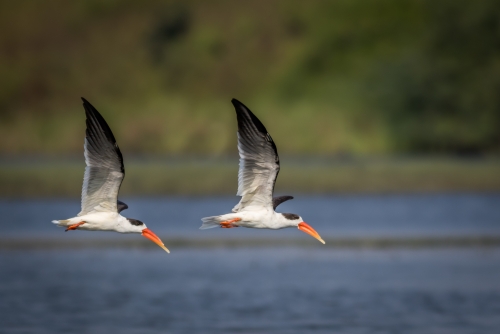 Indian Skimmer