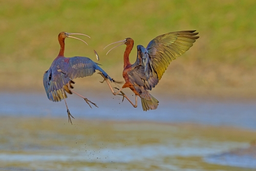 Gloosy Ibis Fight