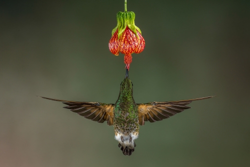 Annual Competition Nature 2018