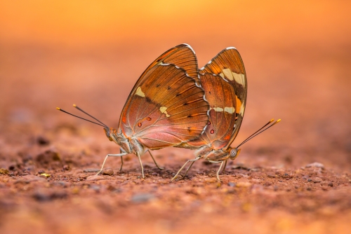 Butterfly Mating