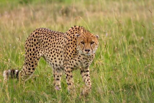 Cheetah 