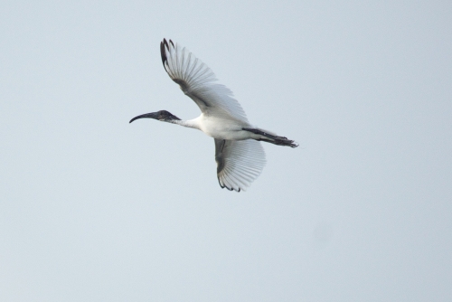 Black-headed IBIS (Flight mode)
