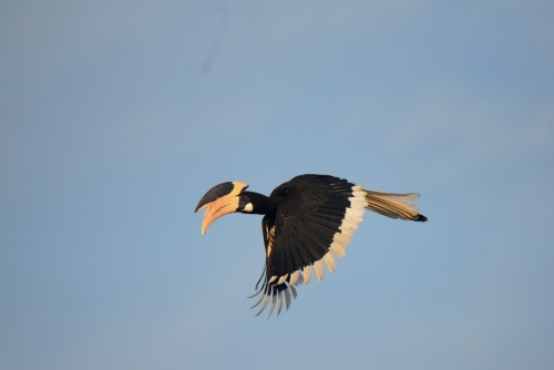 Wings of freedom