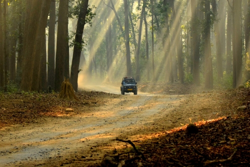 Ray-lit woodlands