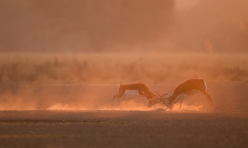 February 2016 Nature Contest