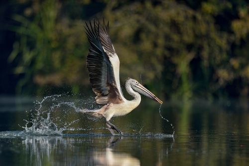 THE SPLASH