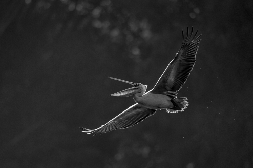PELICAN IN FLIGHT
