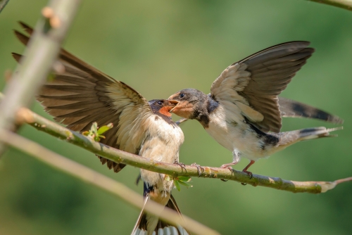 Barn Swallow