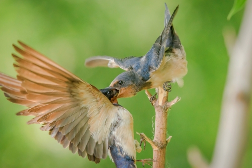 Barn Swallow