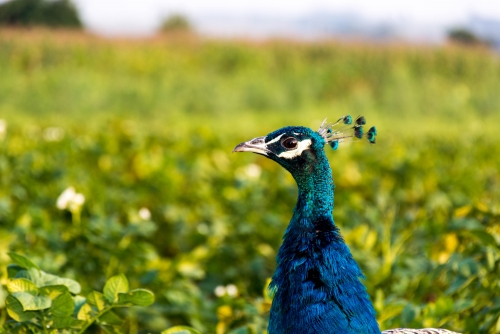National Bird