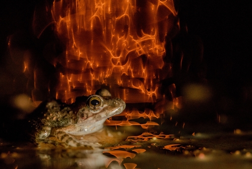 Burning Frog