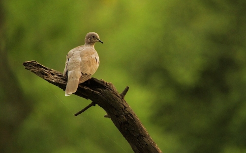Dove 