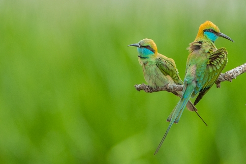 Green Bee Eaters