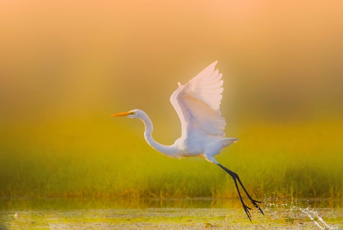 Egret takes off