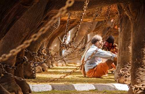 Rest under elephant