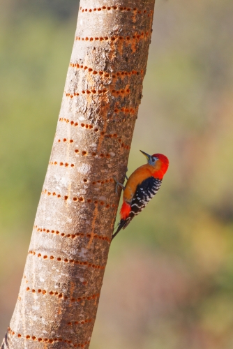 Habitual Rufous Bellied Woodpecker