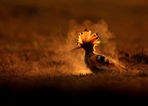 dustbath