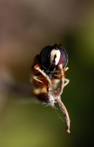 Hoverfly