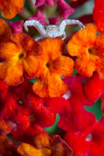Crab Spider on estate of flowers