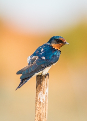 Barn swallow