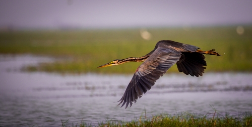 Purple Heron