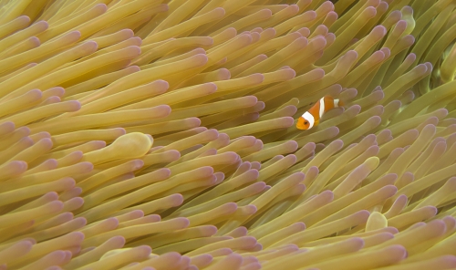 Lost Nemo!