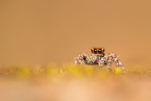 Jumping Spider