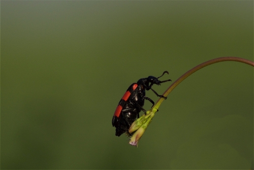 The Beetle Nuts 