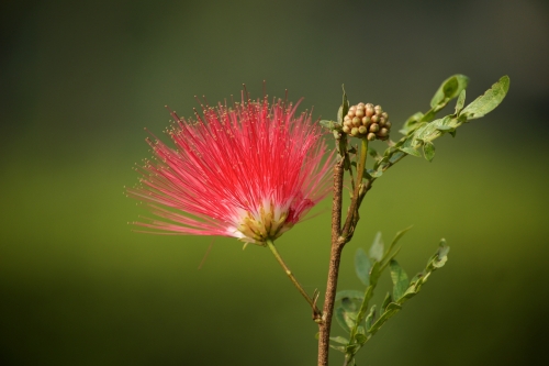 November 2015 Nature Contest