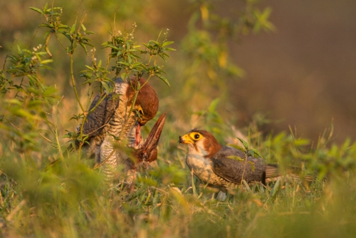 Kingfisher Trophy